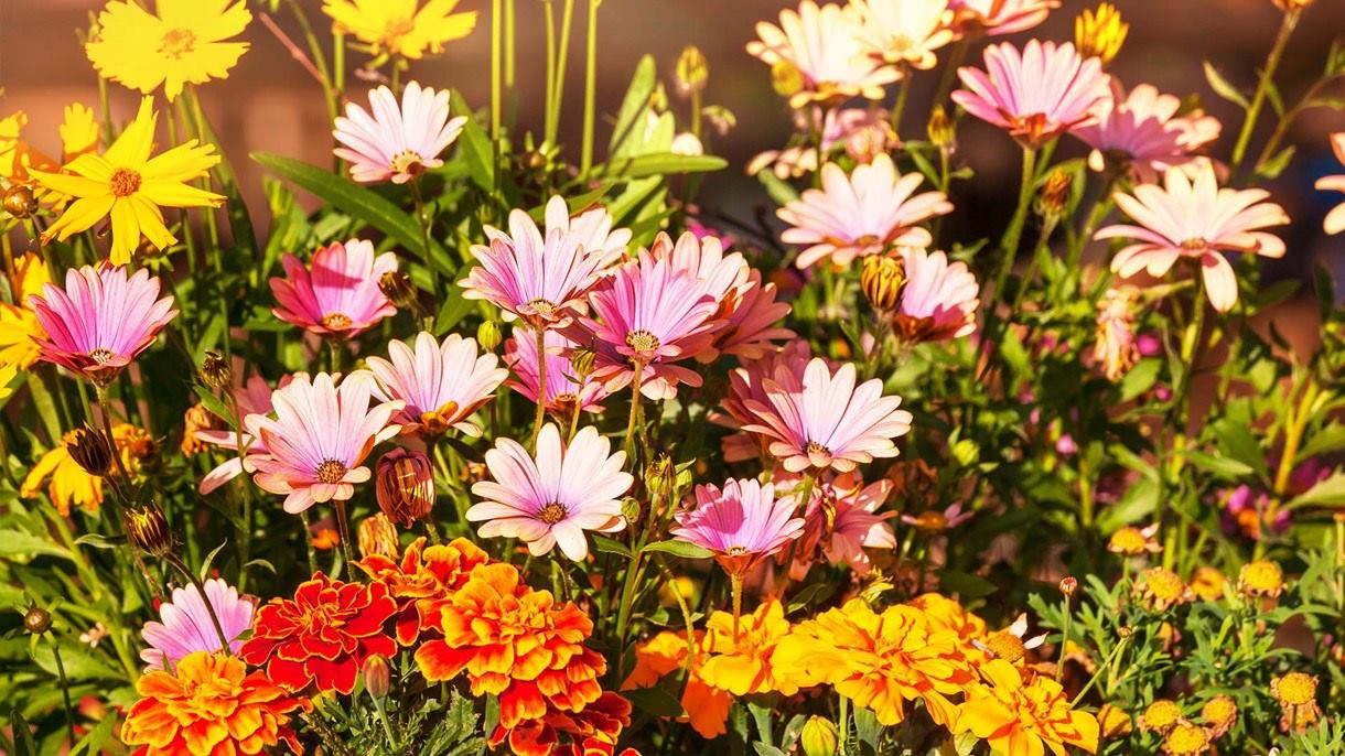 header-2